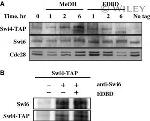 TAP Tag Antibody in Western Blot, Immunoprecipitation (WB, IP)