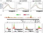 O-linked N-acetylglucosamine (O-GlcNAc) Antibody in ChIP Assay (ChIP)