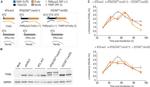 Firefly luciferase Antibody in Western Blot (WB)