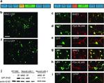 GFP Antibody in Immunohistochemistry (Frozen) (IHC (F))
