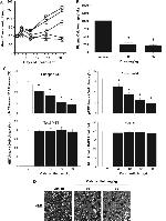 Phospho-c-Met (Tyr1230, Tyr1234, Tyr1235) Antibody in Immunohistochemistry (IHC)