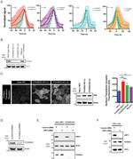 Transferrin Receptor Antibody in Western Blot (WB)