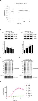 Phospho-EIF2S1 (Ser52) Antibody in Western Blot (WB)