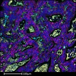 CD68 Antibody in Immunohistochemistry (Paraffin) (IHC (P))