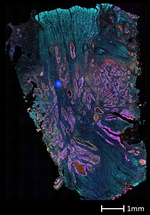 CD8 alpha Antibody in Immunohistochemistry (Paraffin) (IHC (P))