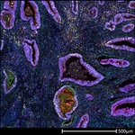 CD8 alpha Antibody in Immunohistochemistry (Paraffin) (IHC (P))