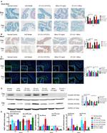 ZO-1 Antibody in Immunohistochemistry (IHC)