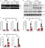 HIF-2 alpha Antibody in Western Blot (WB)