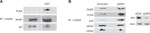 XPA Antibody in Western Blot (WB)
