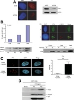 XPA Antibody in Western Blot (WB)