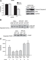 XPA Antibody in Western Blot (WB)