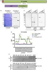 GST Tag Antibody in Western Blot (WB)