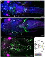 GFP Antibody in Immunocytochemistry (ICC/IF)