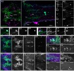 GFP Antibody in Immunocytochemistry (ICC/IF)