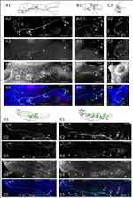 GFP Antibody in Immunocytochemistry (ICC/IF)