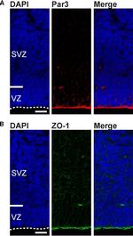 ZO-1 Antibody in Immunocytochemistry (ICC/IF)