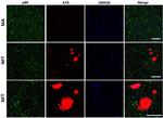 Phospho-Tau (Ser202, Thr205) Antibody in Immunohistochemistry (IHC)