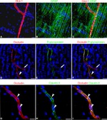 GFAP Antibody in Immunohistochemistry (IHC)