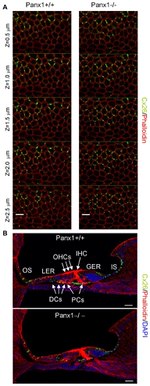 Connexin 26 Antibody in Immunohistochemistry (IHC)