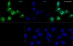 ASH2L Monoclonal Antibody (AS 4C5), eBioscience™