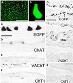 eGFP Antibody in Immunohistochemistry (IHC)