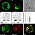 GFP Antibody in Western Blot, Immunocytochemistry (WB, ICC/IF)