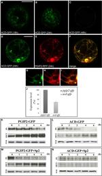 GFP Antibody in Immunocytochemistry (ICC/IF)