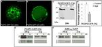 GFP Antibody in Western Blot, Immunocytochemistry (WB, ICC/IF)
