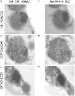TagRFP Antibody in Immunomicroscopy (IM)