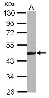 Actin Antibody in Western Blot (WB)