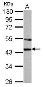 Actin Antibody in Western Blot (WB)