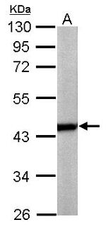 Actin Antibody in Western Blot (WB)