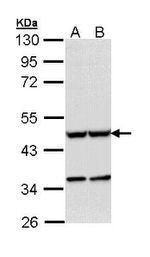 Actin Antibody in Western Blot (WB)