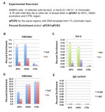 RNA pol II CTD Antibody in ChIP Assay (ChIP)