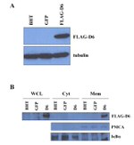 CCRD6 Antibody in Western Blot (WB)