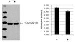Human GAPDH InstantOne™ ELISA Kit