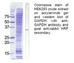 GAPDH Polyclonal Antibody