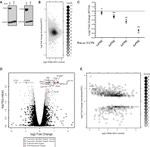 GAPDH Antibody in Western Blot (WB)