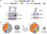 HCC1 Antibody in Western Blot (WB)