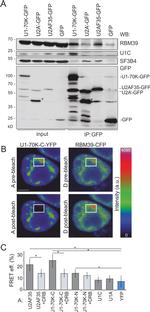 HCC1 Antibody in Western Blot (WB)