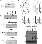 PGK1 Antibody in Western Blot (WB)
