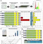 GFP Antibody in Western Blot (WB)