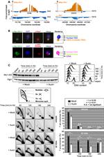 PGK1 Antibody in Western Blot (WB)