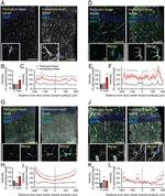 Connexin 43 Antibody in Immunohistochemistry (IHC)