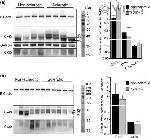 Connexin 30 Antibody in Western Blot (WB)