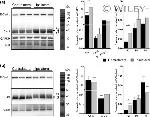 Connexin 30 Antibody in Western Blot (WB)