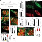 GFP Antibody in Immunohistochemistry (IHC)
