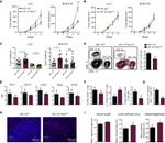 FOXP3 Antibody in Flow Cytometry (Flow)