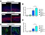 GFP Antibody in Immunohistochemistry (IHC)