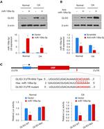GLIS3 Antibody in Western Blot (WB)